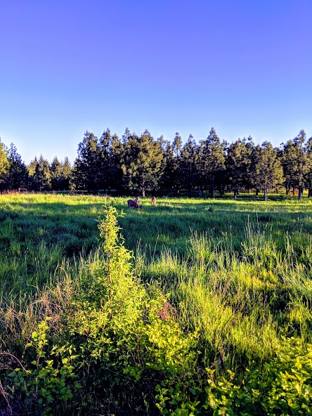 Junk Removal and recycling in the city of Beaverton, Oregon